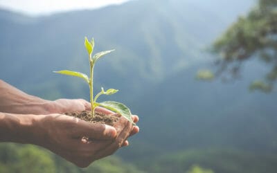 Los 10 servicios que debe ofrecer un bufete de abogados en materia de medio ambiente